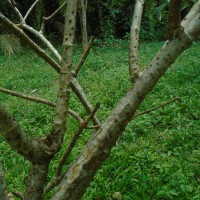 Cryptostegia madagascariensis Bojer ex Decne.